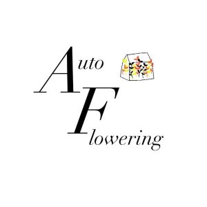 Auto Flowering
